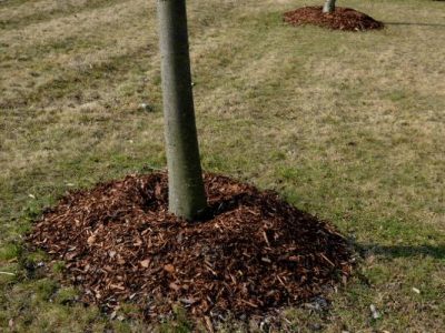 Best Tree Fertilization Service