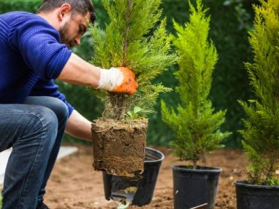 Best Tree Planting Service