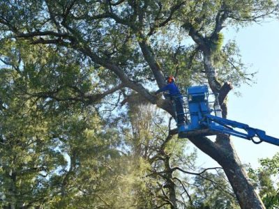 Large Tree Cutting