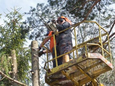 Large Tree Cutting Service