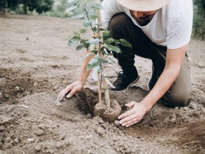 Professional Tree Planting