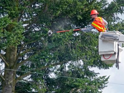 Professional Tree Trimming Service