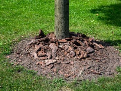 Quality Tree Fertilization Service