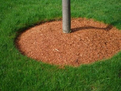 Quality Tree Fertilizer