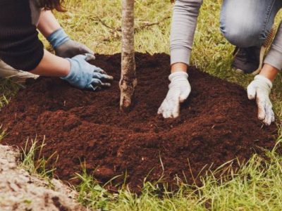 Quality Tree Planting Service