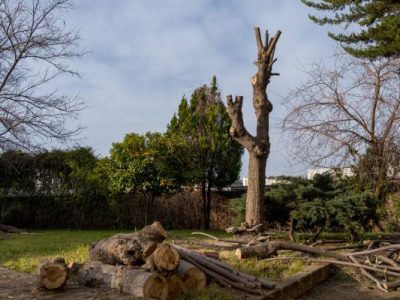 Residential Tree Cutting Services