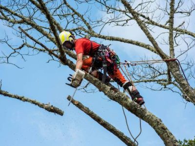 Tree Cutting Services
