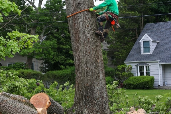 Professional Tree Cutting
