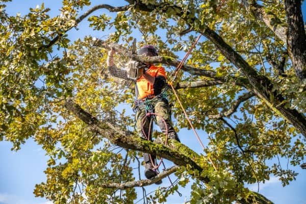 Quality Tree Services 