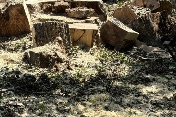 Residential Tree Cutting