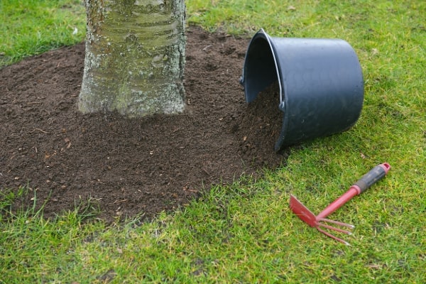 Tree Fertilization Services