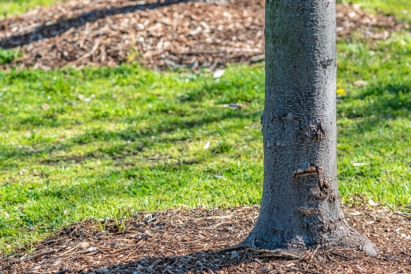 Tree Planting Projects