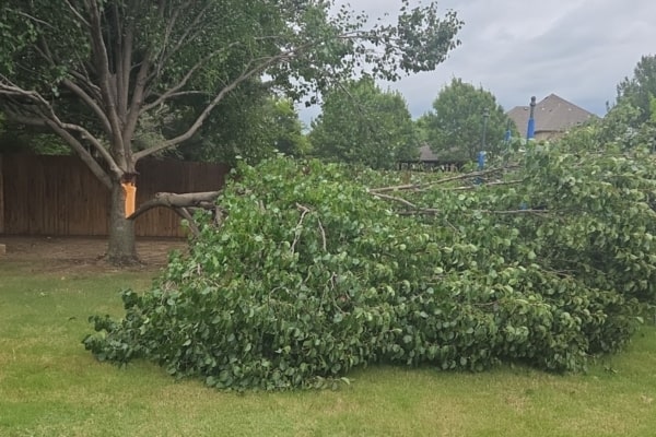 View More About Emergency Tree Service Service