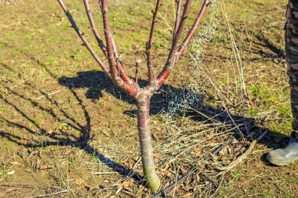 View More About Tree fertilization Service