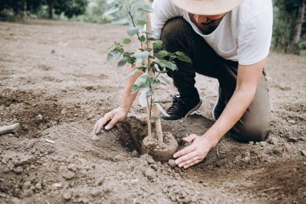 View More About Tree Planting Service