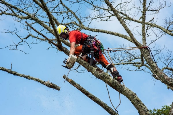 View More About Tree Trimming and Pruning Service